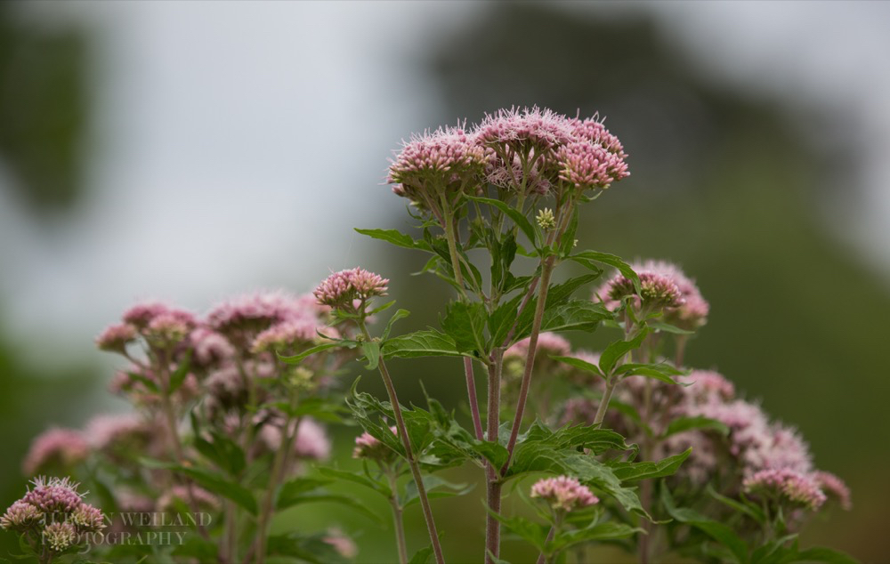 Eupatorium cannabinum Wasserhanf Hemp Agrimony.jpg