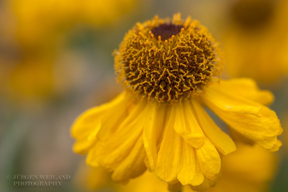 Helenium bigelowii The Bishop.jpg