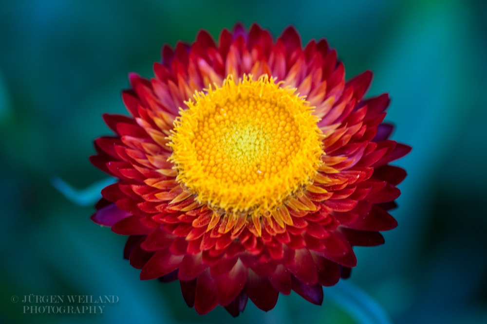 Helichrysum bracteatum Strohblume Golden everlasting 2.jpg