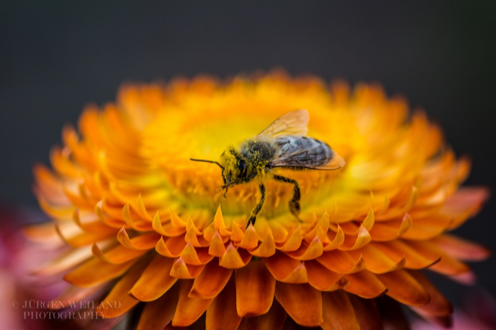 Helichrysum bracteatum Strohblume Golden everlasting.jpg