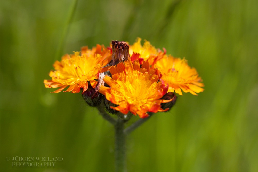 Hieracium aurantiacum Orangerotes Habichtskraut Orange Hawkweed.jpg