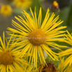 Inula helenium Echter Alant Horse heal.jpg