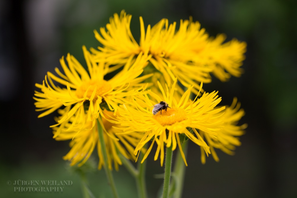 Inula magnifica Grosser Alant Giant Inula.jpg