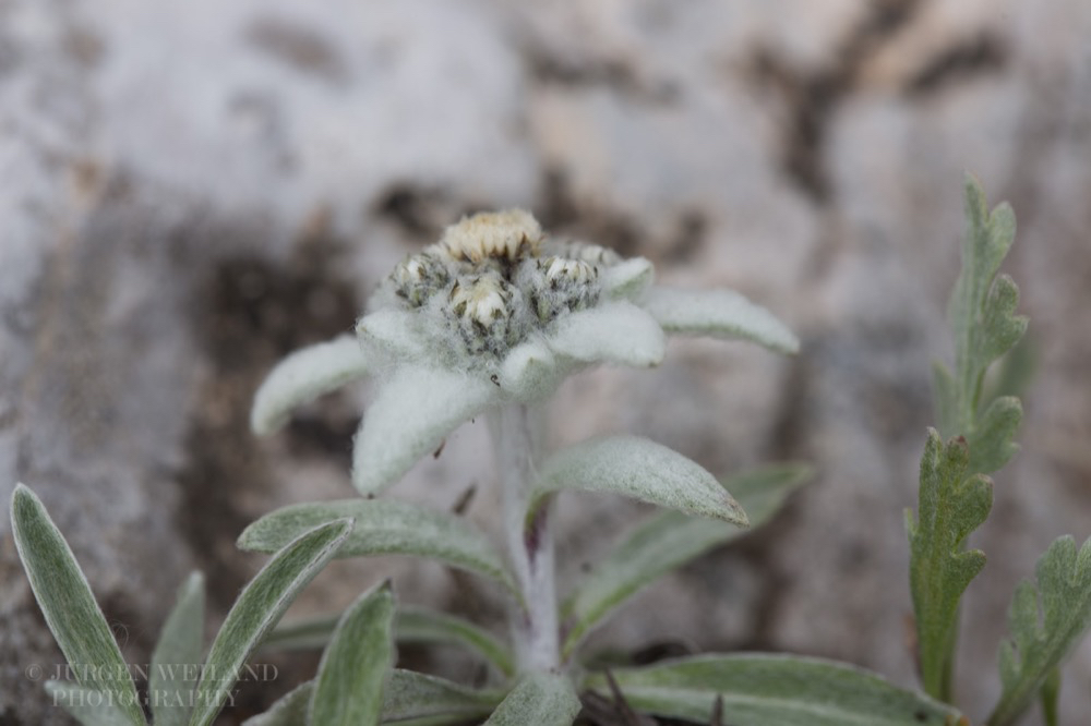 Leontopodium alpinum Edelweiss 3.jpg