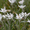 Leontopodium alpinum Edelweiss.jpg