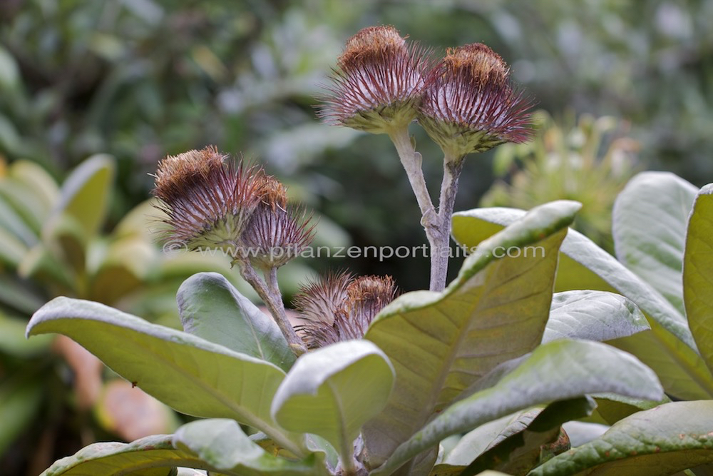 Oldenburgia grandis Suurberg Cushion Bush.jpg