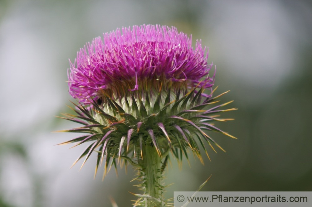 Onopordum acathium Gewoehnliche Eselsdistel Giant Thistle.jpg