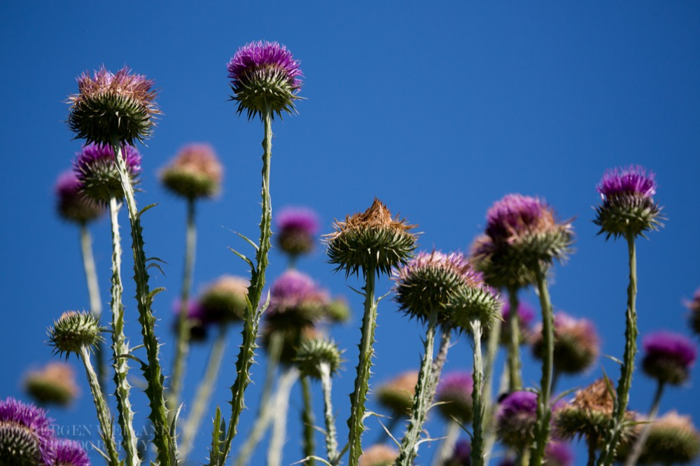 Onopordum tauricum Eselsdistel Bull Cottonthistle.jpg