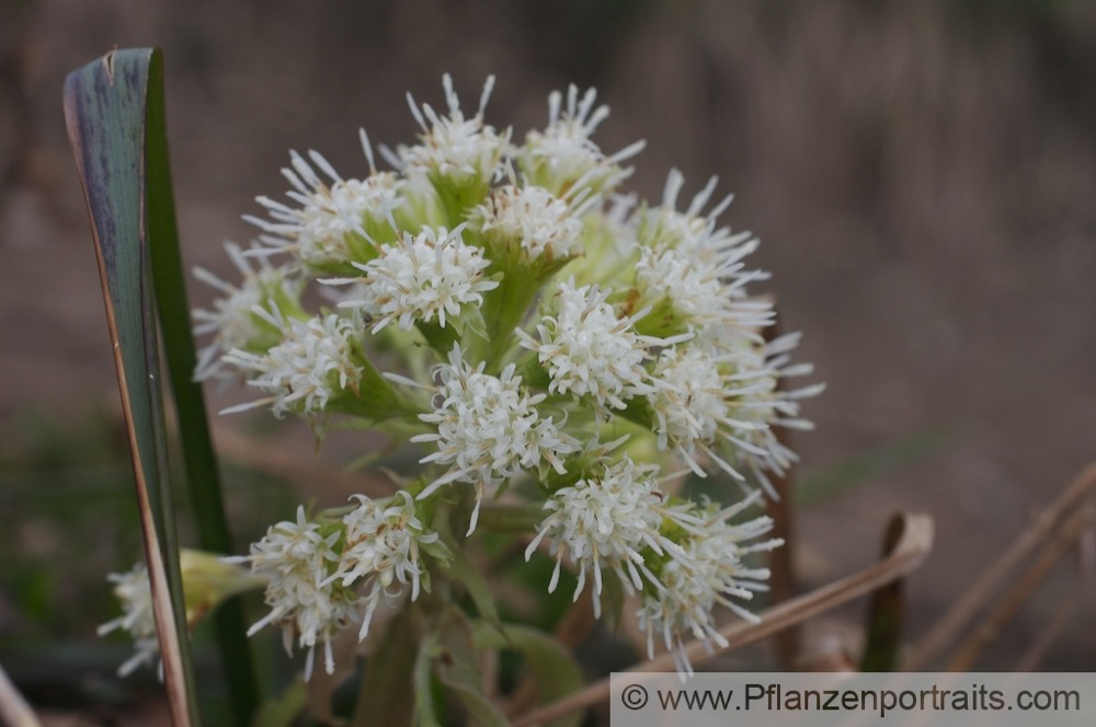 Petasites albus Weisse Pestwurz White Butterbur.jpg