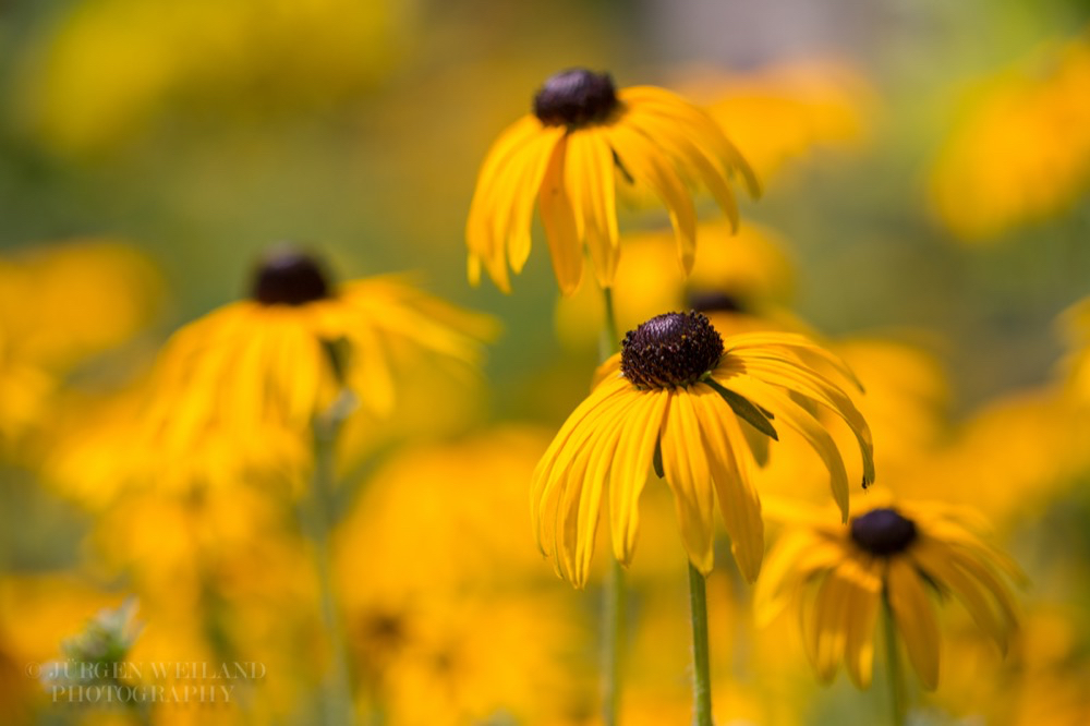 Rudbeckia fulgida Leuchtender Sonnenhut Cutleaf Coneflower.jpg