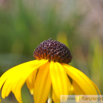 Rudbeckia fulgida var speciosa Praechtiger Sonnenhut Coneflower 2.jpg