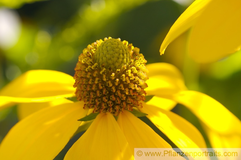 Rudbeckia fulgida var speciosa Praechtiger Sonnenhut Coneflower 3.jpg