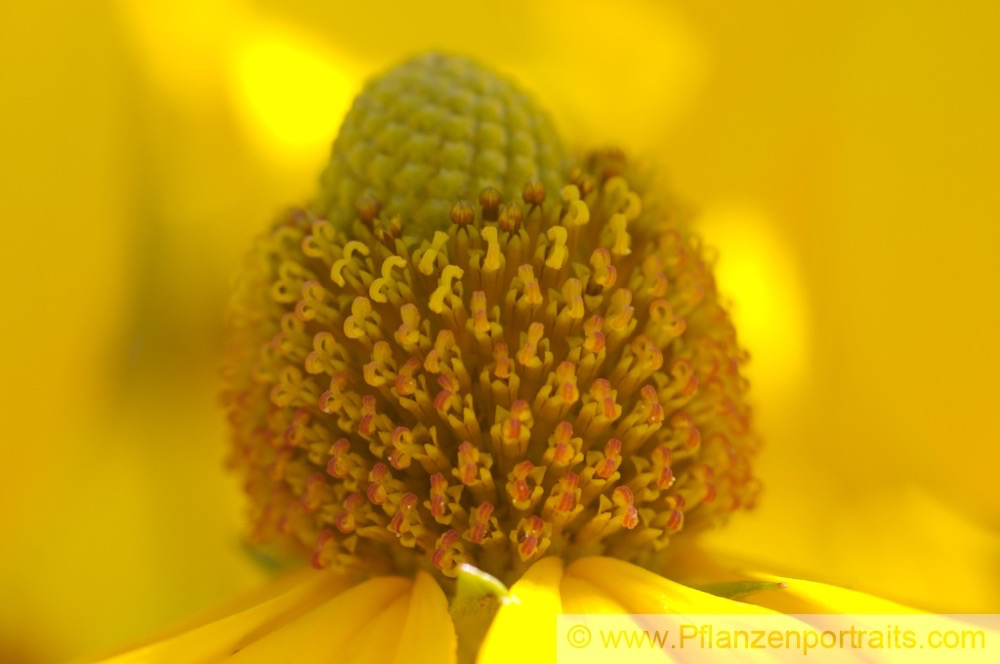 Rudbeckia laciniata Schlitzblaettriger Sonnenhut Cutleaf Coneflower 1.jpg