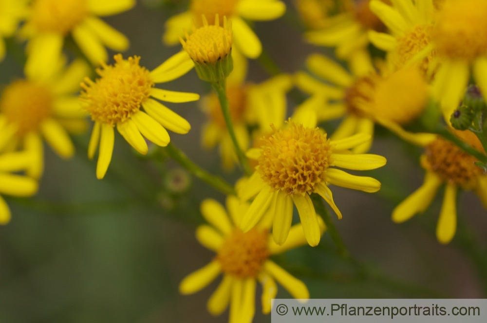 Senecio jacobaea Jakobs Greiskraut Staggerwort Jacobea 2.jpg