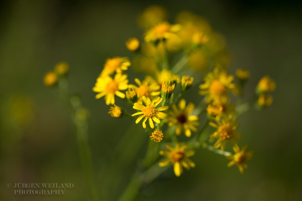 Senecio jacobaea Jakobs Kreuzkraut Staggerwort Jacobea.jpg