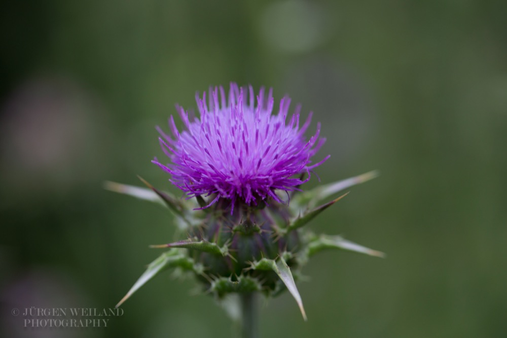 Silybum marianum Mariendistel Milk thistle 2.jpg