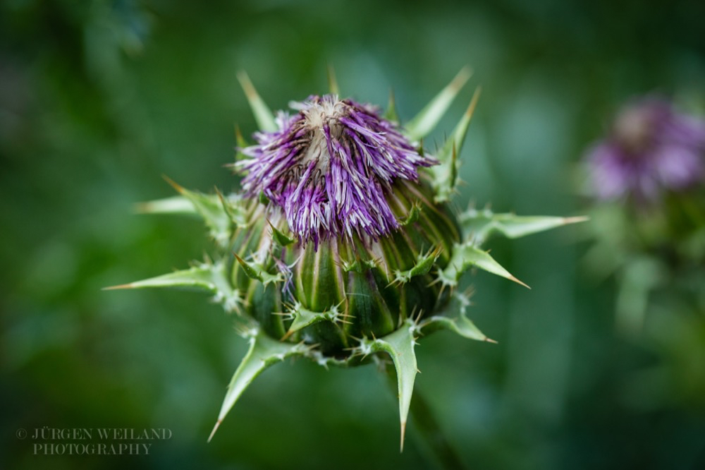 Silybum marianum Mariendistel Milk thistle.jpg