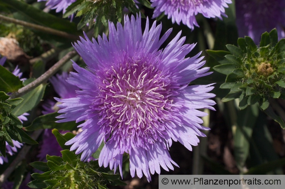 Stokesia laevis Kornblumenaster Stokes Aster 2.jpg