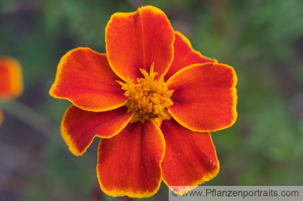 Tagetes patula Studentenblume French Marigold 2.jpg