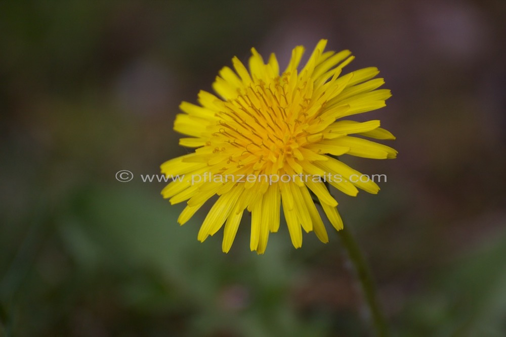 Taraxacum officinale Loewenzahn Dandelion 3.jpg