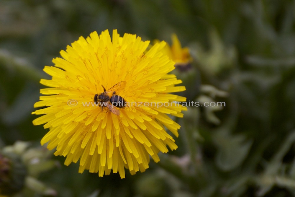 Taraxacum officinale Loewenzahn Dandelion 4.jpg