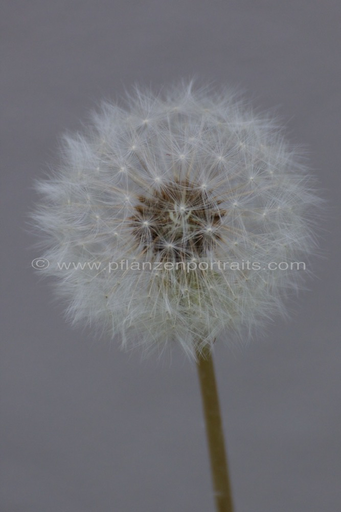 Taraxacum officinale Loewenzahn Dandelion 5.jpg