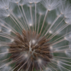 Taraxacum officinale Loewenzahn Dandelion.jpg