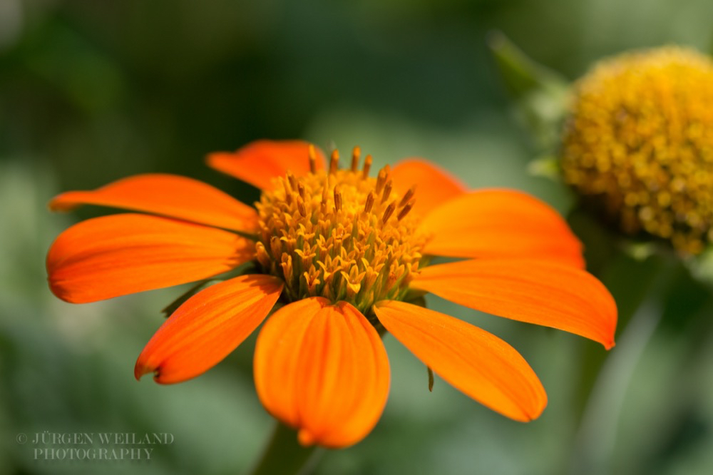 Tithonia rotundifolia Mexikanische Sonnenblume Mexican Sunflower 2.jpg