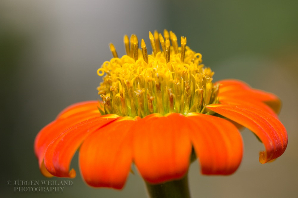 Tithonia rotundifolia Mexikanische Sonnenblume Mexican Sunflower.jpg