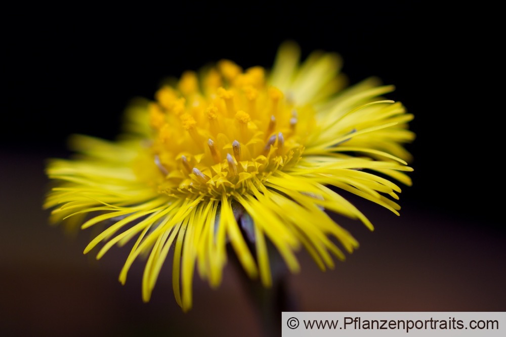 Tussilago farfara Huflattich Coltsfoot 3.jpg