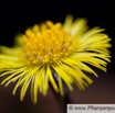 Tussilago farfara Huflattich Coltsfoot 3.jpg