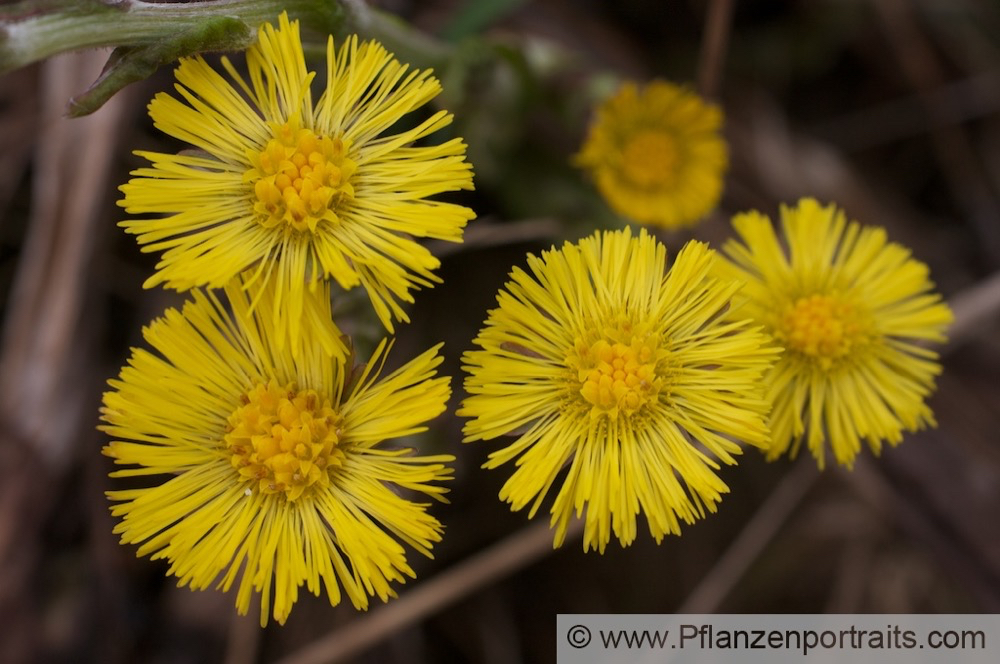 Tussilago farfara Huflattich Coltsfoot.jpg