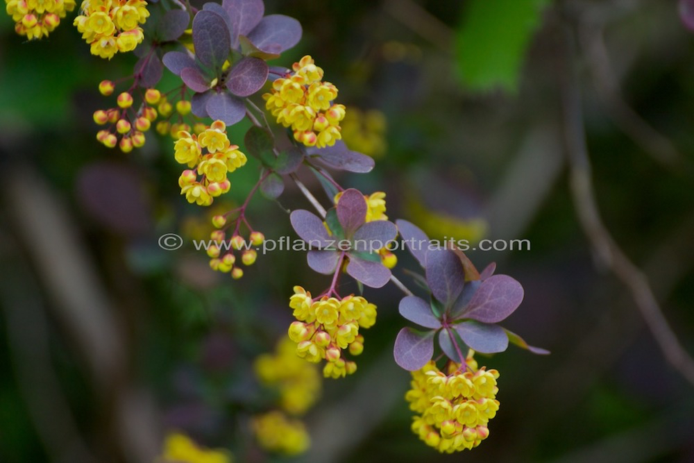 Berberis thunbergii Thunbergs Berberitze Japanese Baberry.jpg