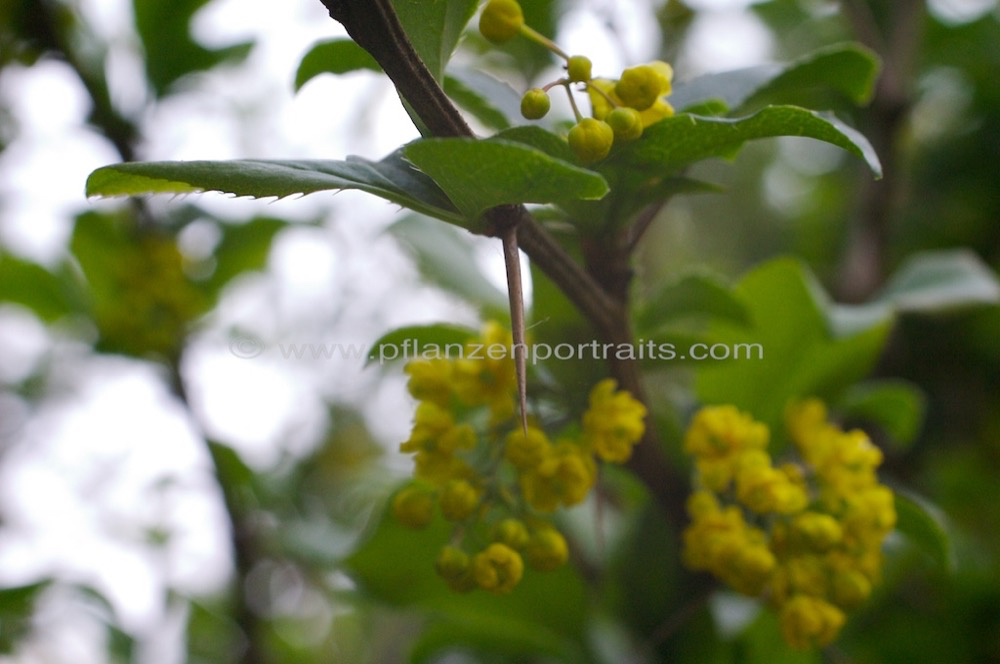 Berberis vulgaris Sauerdorn gewoehnliche Berberitze Common Barberry 3.jpg