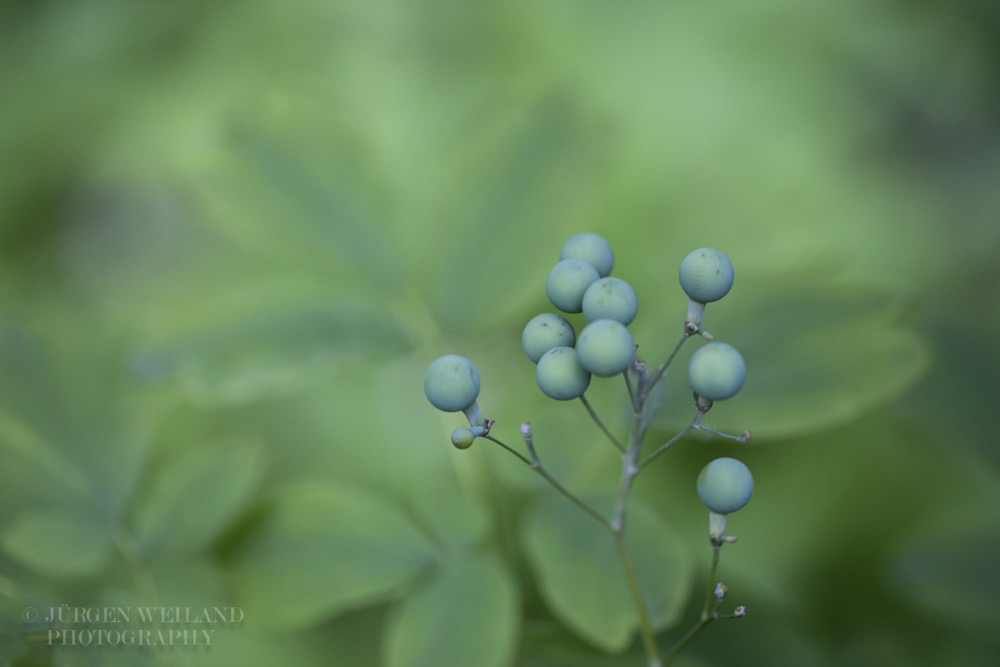 Caulophyllum thalictroides Indianerwiege Blue Cohosh.jpg