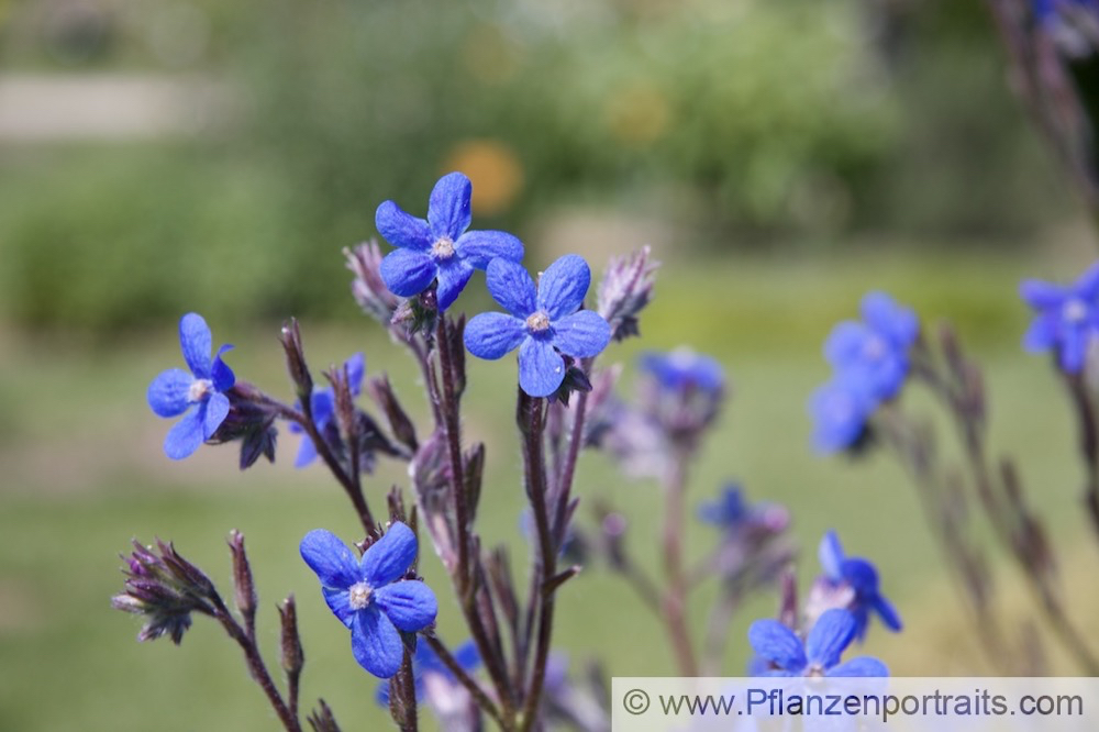 Anchusa azurea Italienische Ochsenzunge Large Blue Alkanet 2.jpg