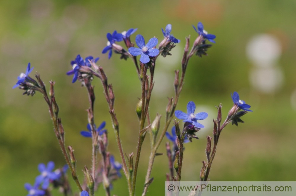 Anchusa azurea Italienische Ochsenzunge Large Blue Alkanet 3.jpg