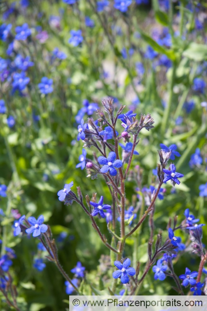 Anchusa azurea Italienische Ochsenzunge Large Blue Alkanet.jpg