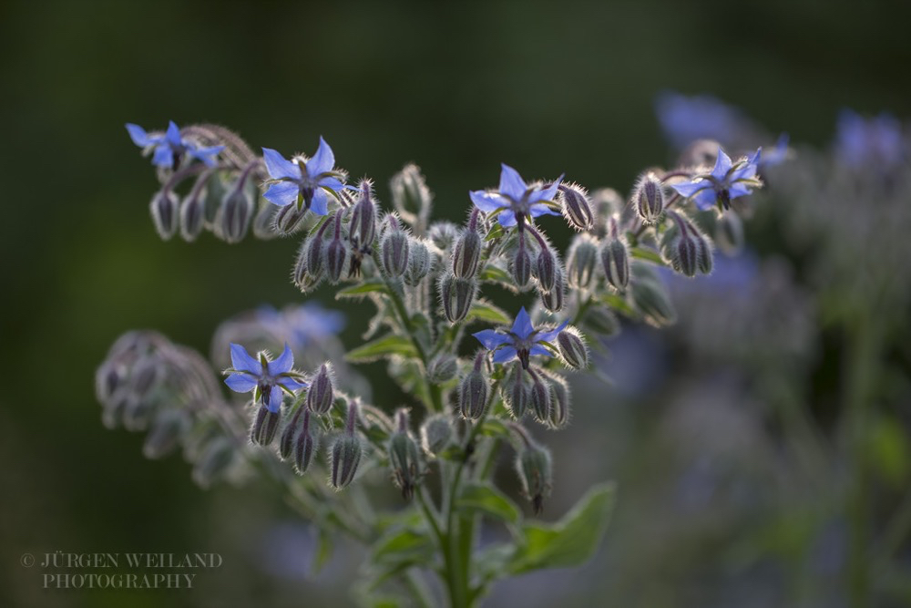 Borago officinalis Boretsch Borage 2.jpg