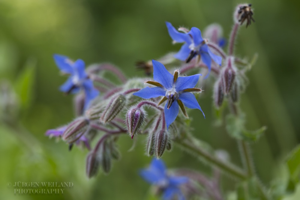 Borago officinalis Boretsch Borage 4.jpg