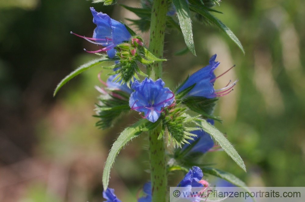 Echium vulgare Gewoehnlicher Natternkopf Vipers Bugloss 4.jpg