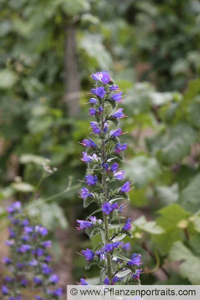 Echium vulgare Gewoehnlicher Natternkopf Vipers Bugloss 5.jpg