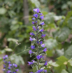 Echium vulgare Gewoehnlicher Natternkopf Vipers Bugloss 5.jpg