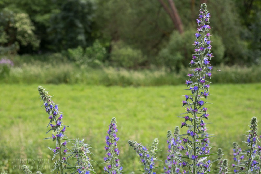 Echium vulgare Gewoehnlicher Natternkopf Vipers Bugloss.jpg