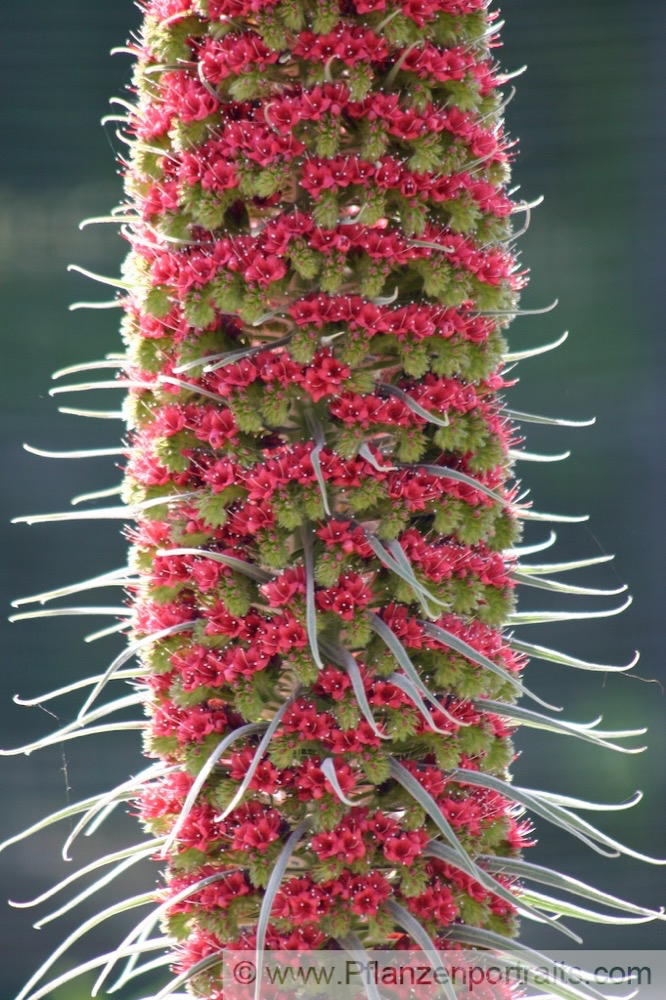 Echium Wildpretii Diamant Natternkopf Tower of Jewels 2.jpg