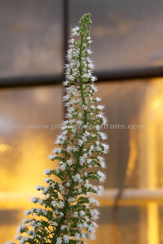 Echium Wildpretii Diamant Natternkopf Tower of Jewels 3.jpg