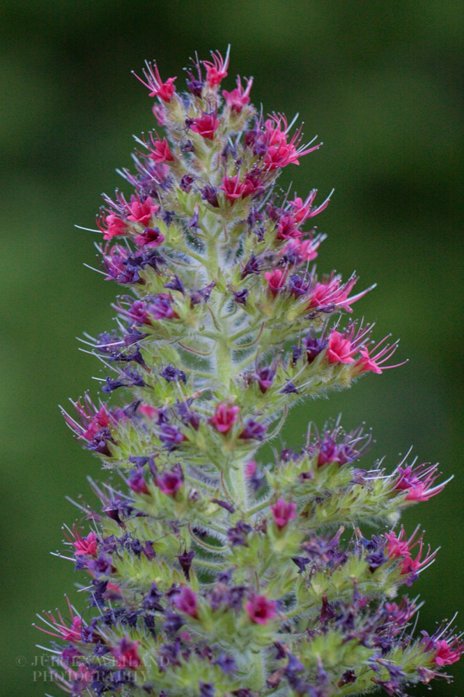 Echium Wildpretii Diamant Natternkopf Tower of Jewels 4.jpg