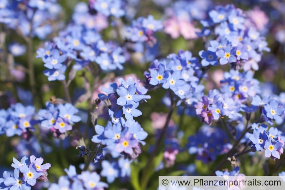 Myosotis sylvatica WaldVergissmeinnicht Wood Forget me not.jpg