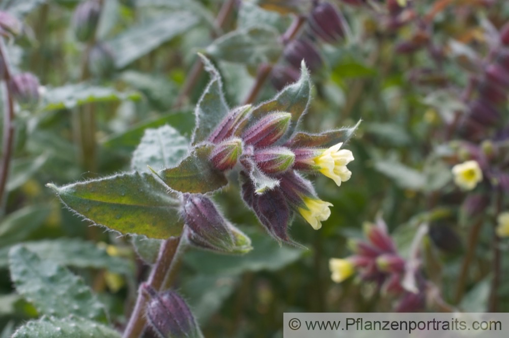 Nonea lutea Gelbes Moenchskraut Monkswort 2.jpg