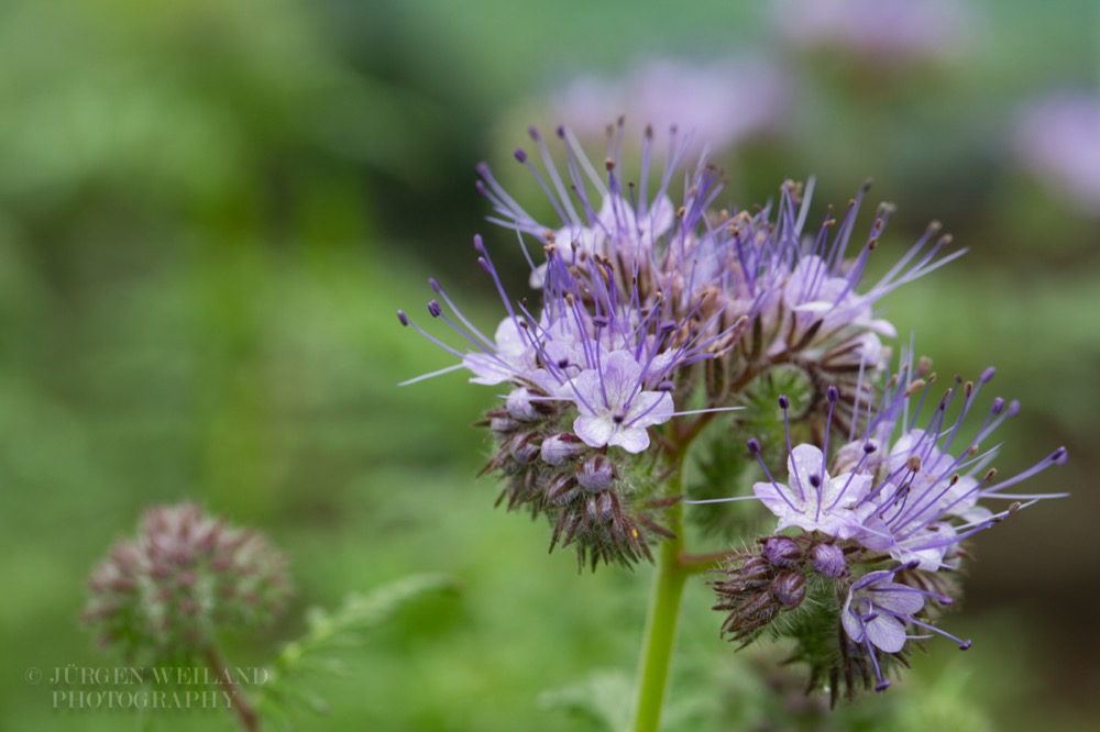 Phacelia tanacetifolia Rainfarn Phazelie Lacy phacelia 3.jpg